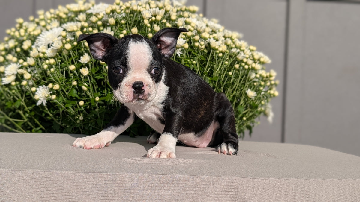 BOSTON TERRIER (JUL 11) 4 FEMALES/4 MALES