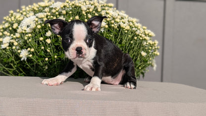 BOSTON TERRIER (JUL 11) 4 FEMALES/4 MALES