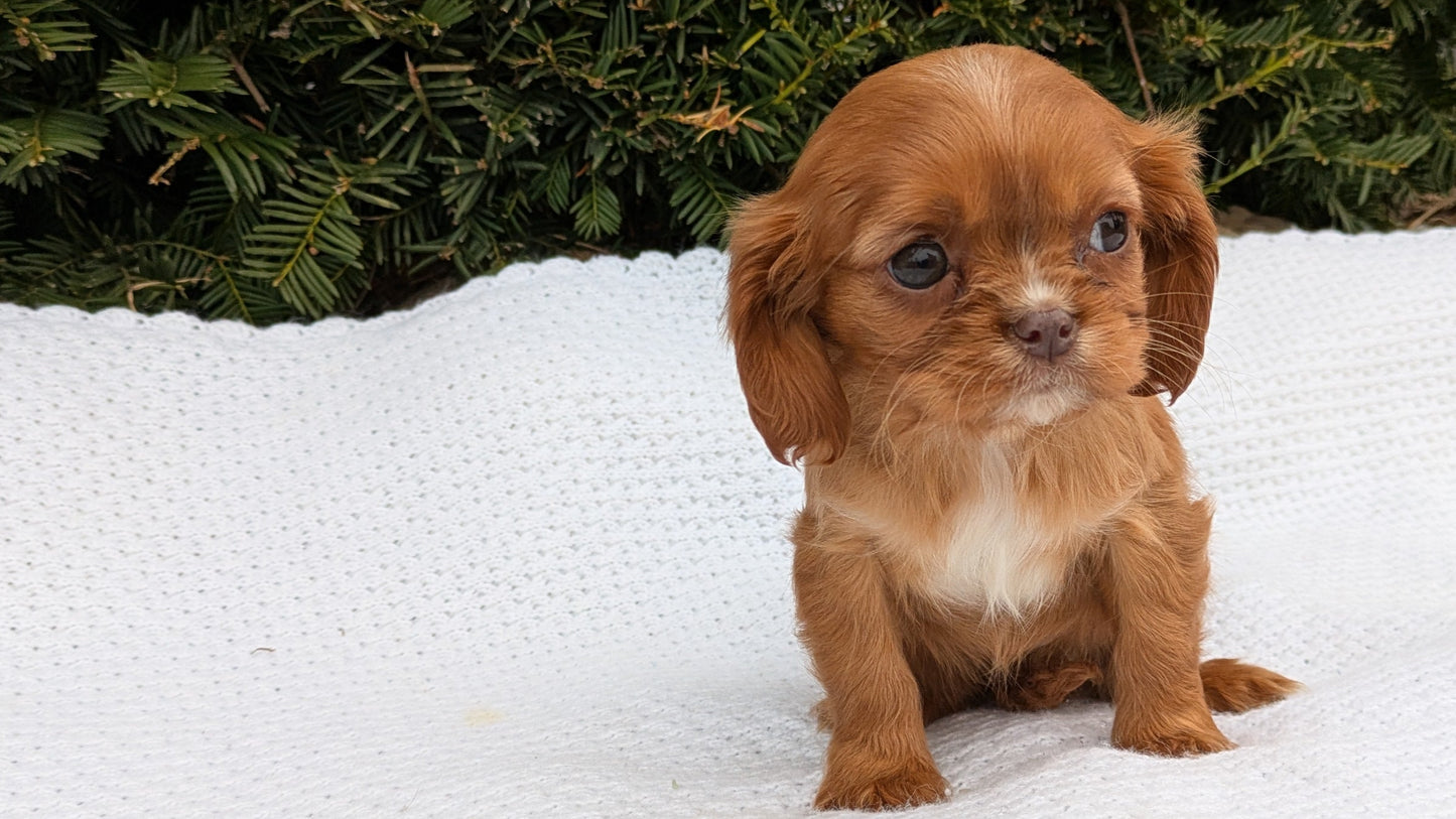 CAVALIER (02/10) FEMALE