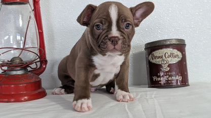 FRENCHTON (NOV 15) MALES