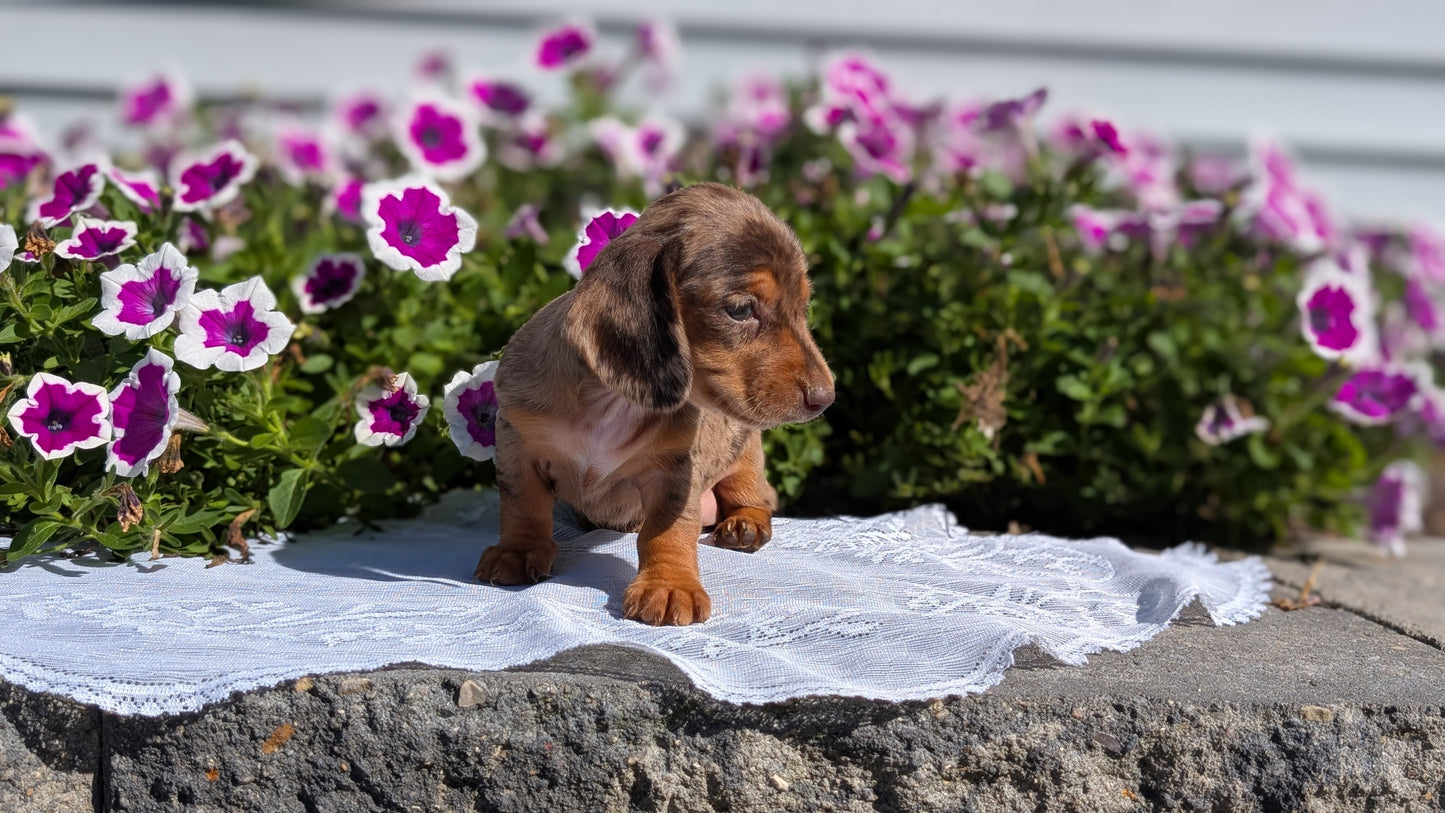 MINI DACHSHUND (08/19) FEMALE