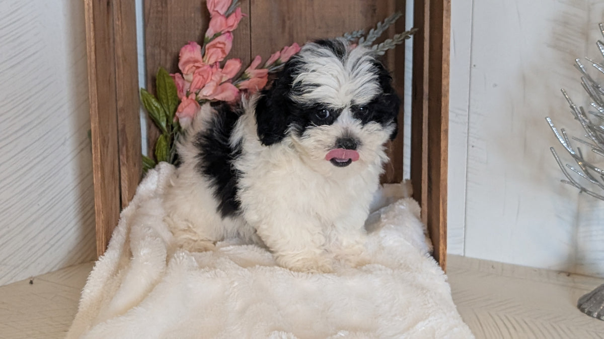 TEDDY BEAR (JUL 15) 1 MALE/1 FEMALE