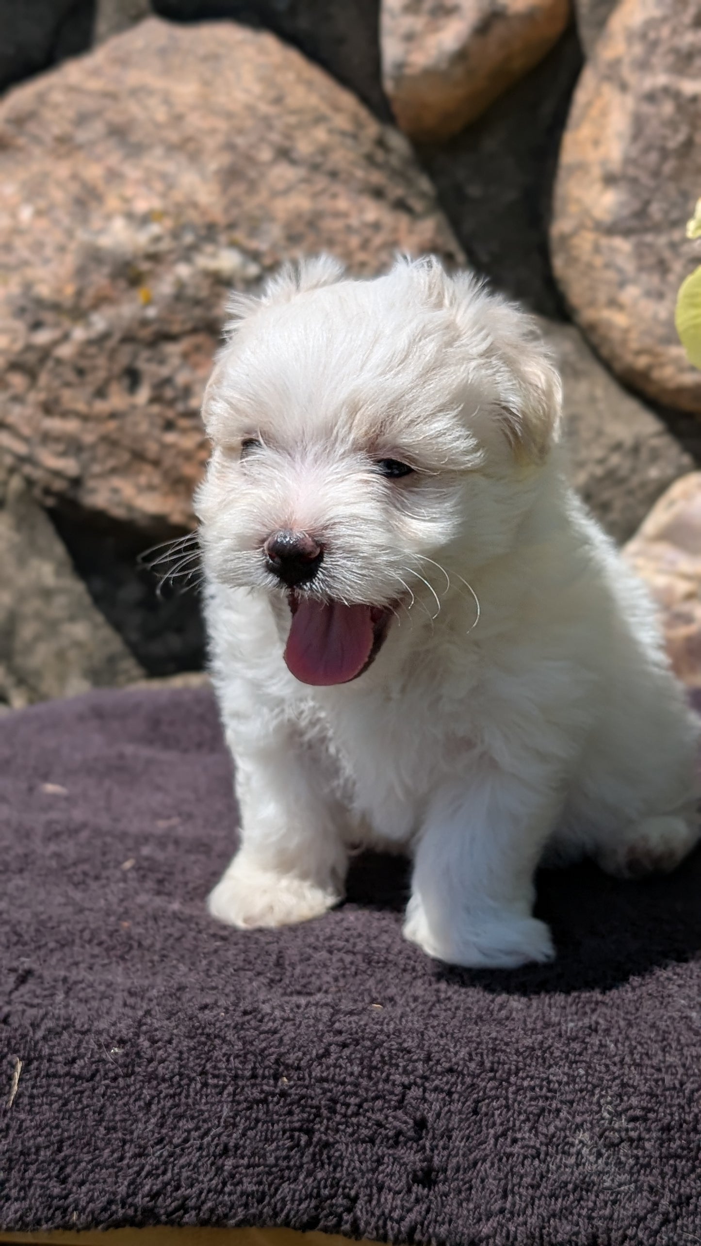 HAVANESE (MAY 14) MALES