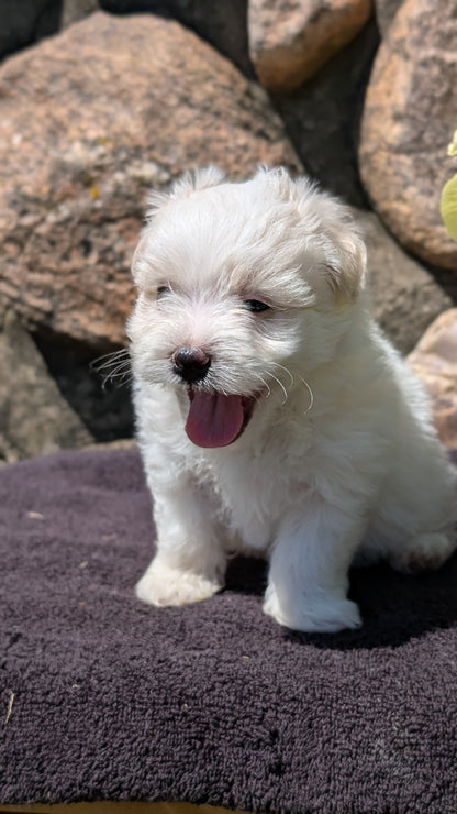 HAVANESE (MAY 14) MALES