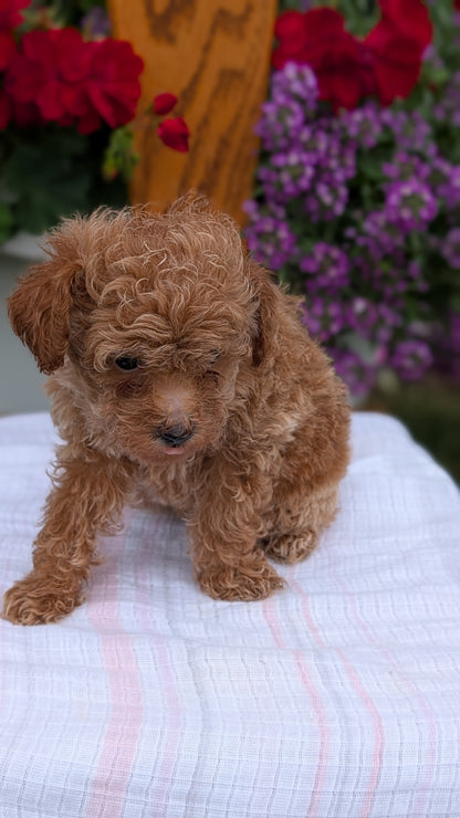 TOY POODLE (JUN 15) MALE