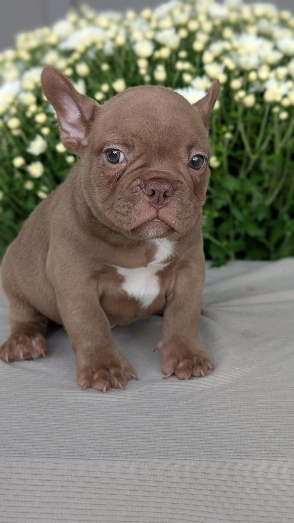 FRENCHTON (JUL 24) 1 FEMALE/1 MALE