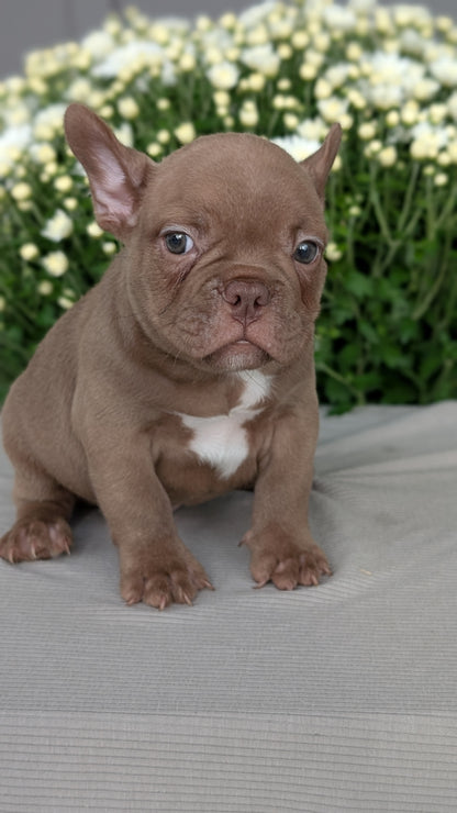 FRENCHTON (JUL 24) 1 FEMALE/1 MALE