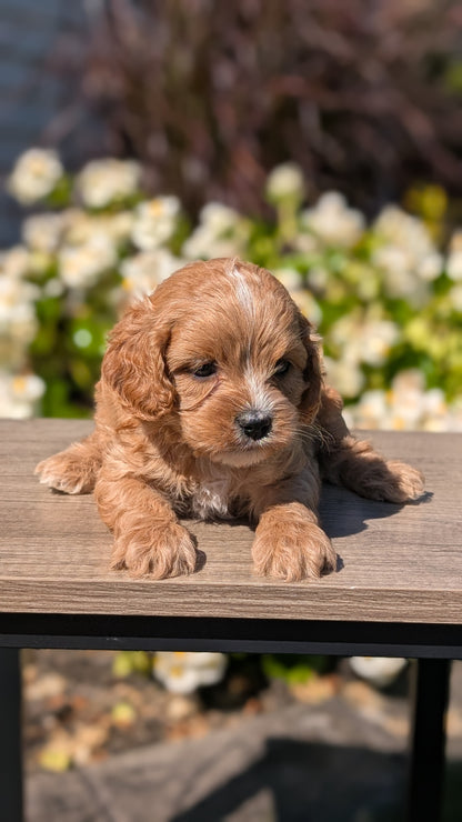 CAVAPOO (AUG 20) 2 MALES/1 FEMALE