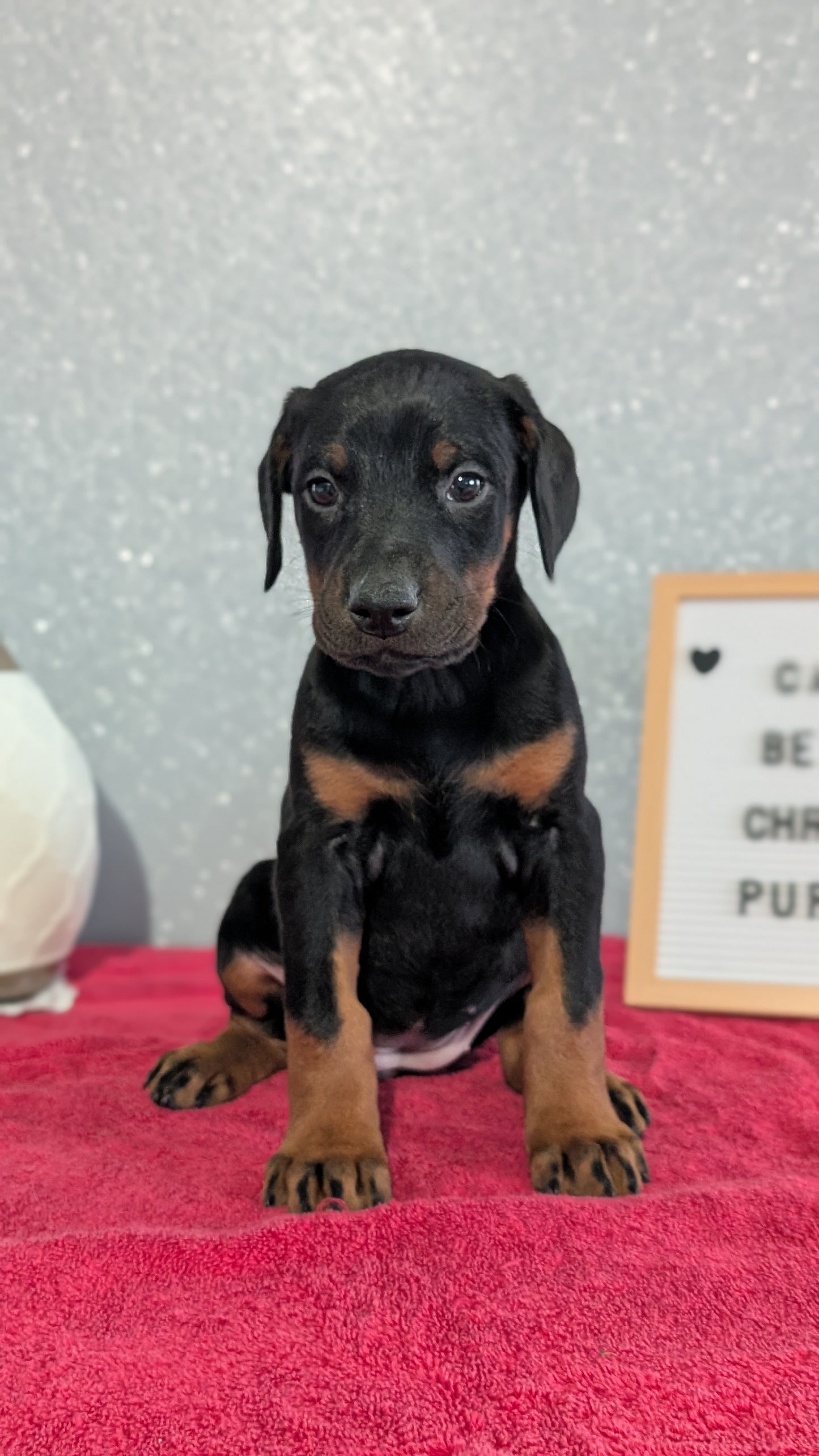 DOBERMAN PINSCHER (OCT 17) FEMALES