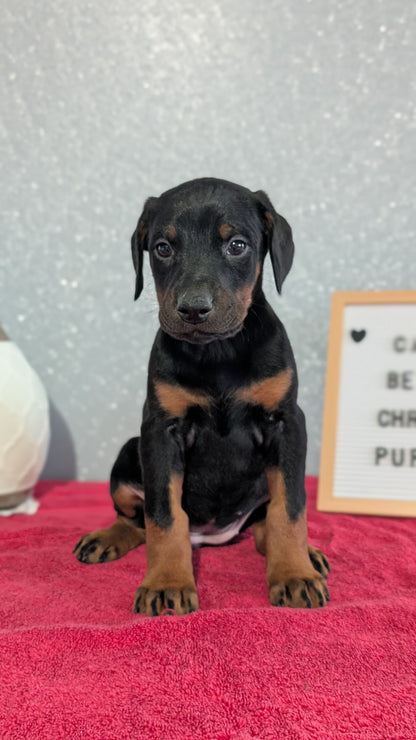 DOBERMAN PINSCHER (OCT 17) FEMALES