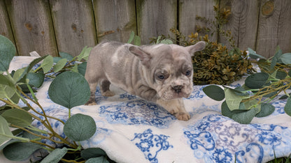 FRENCH BULLDOG (03/04) MALE
