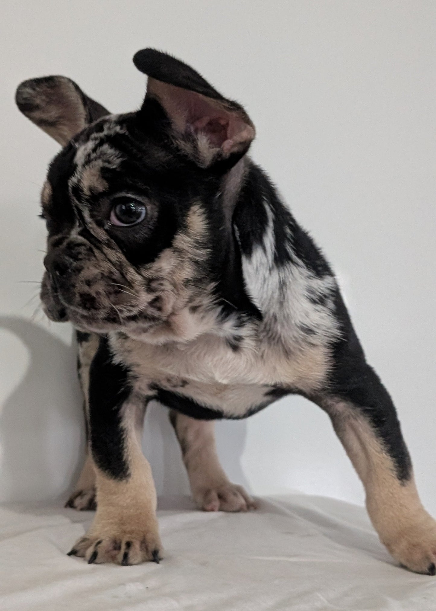 FRENCH BULLDOG (JAN 20) MALE