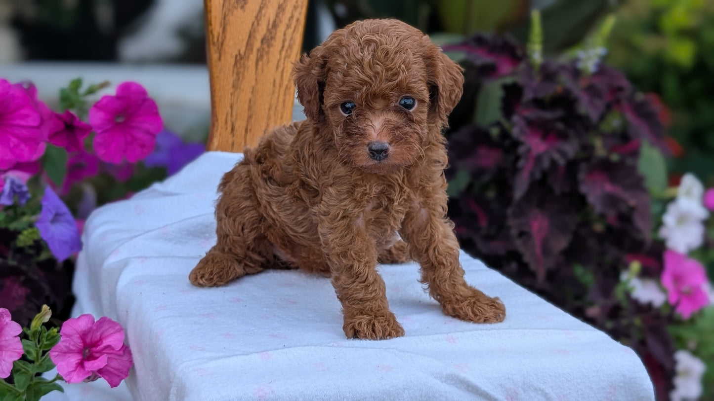 TOY POODLE (JUN 17) MALES