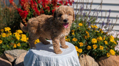 MINI GOLDENDOODLE (08/15) MALE