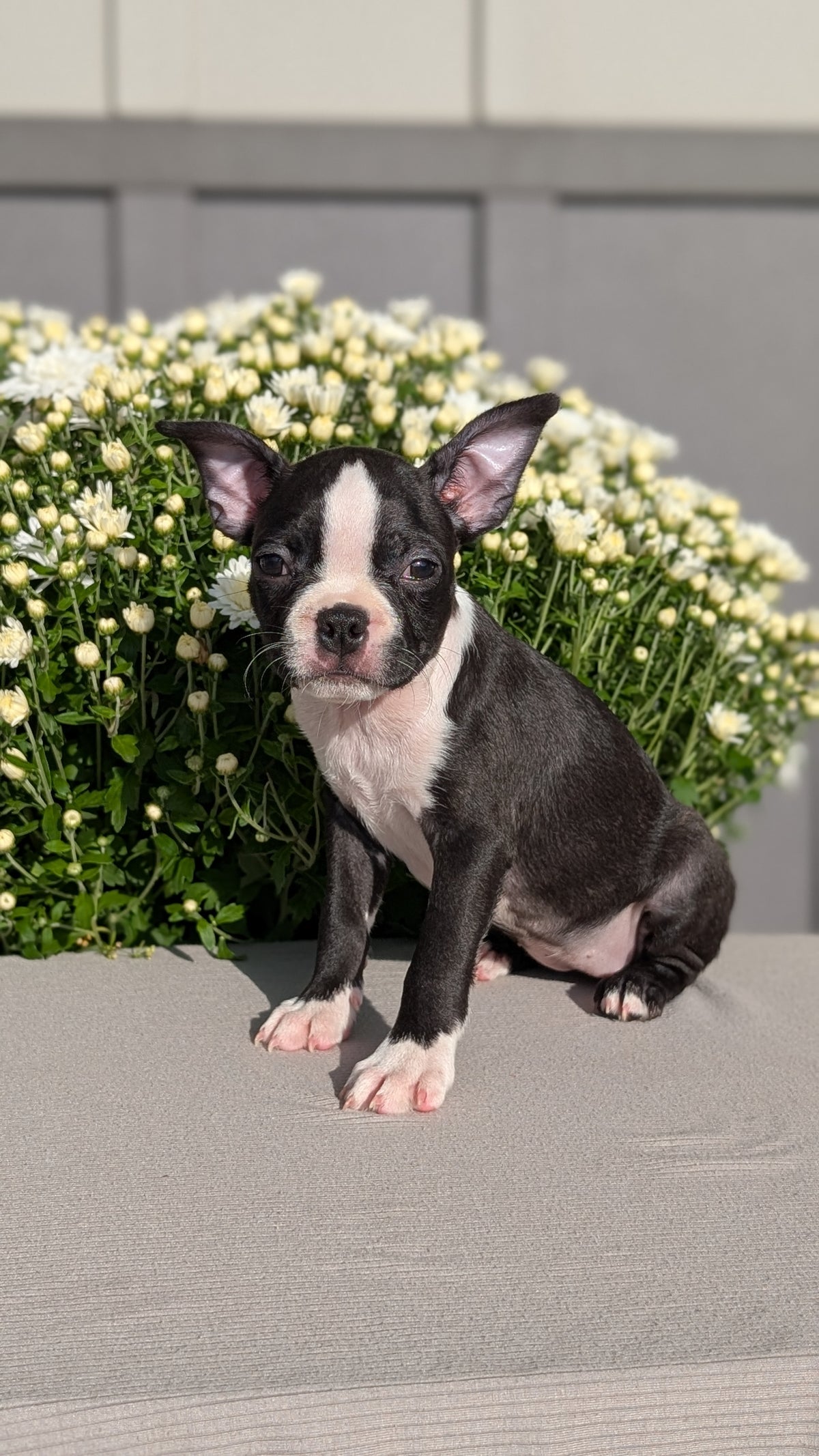 BOSTON TERRIER (JUL 11) 4 FEMALES/4 MALES