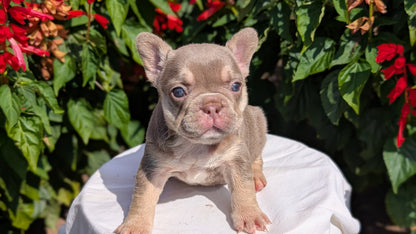 FRENCH BULLDOG (06/27) FEMALE
