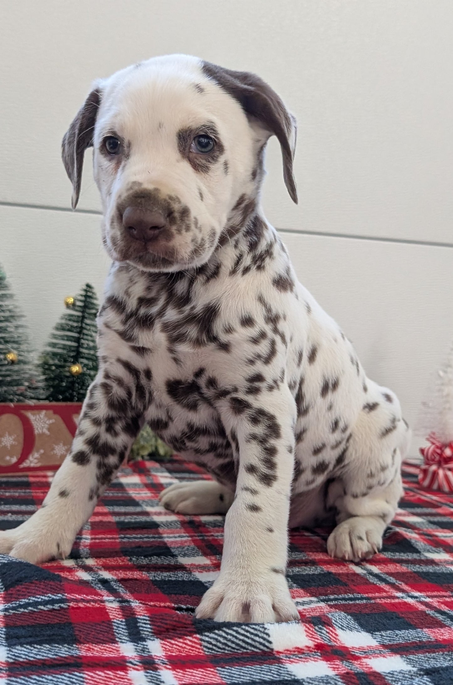 DALMATIAN (OCT 26) MALES