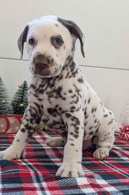 DALMATIAN (OCT 26) MALES