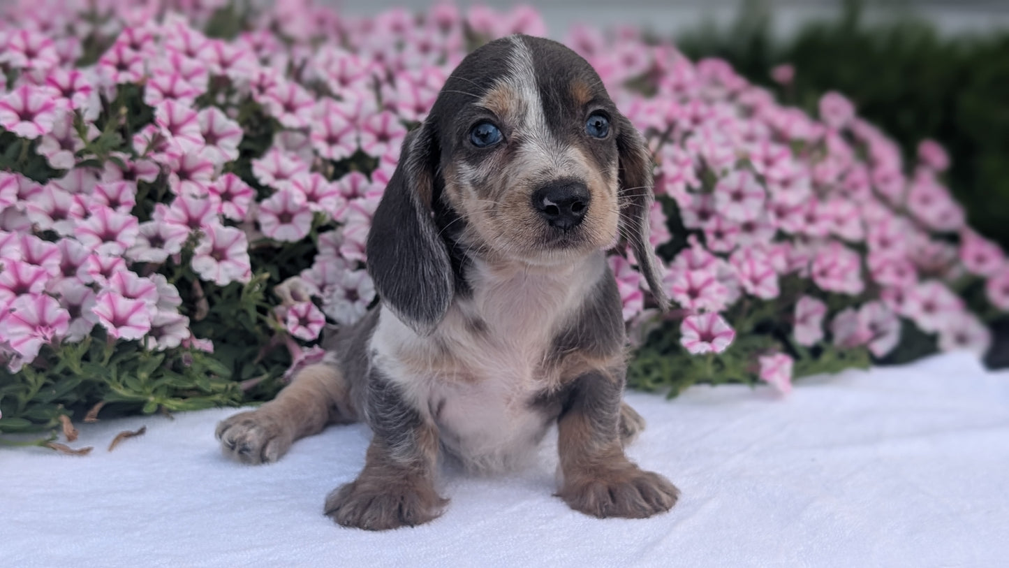 MINI DACHSHUND (JUN 04) FEMALES