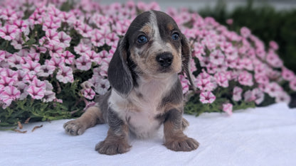 MINI DACHSHUND (JUN 04) FEMALES