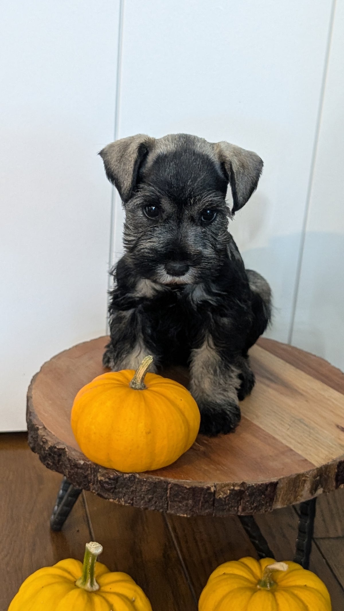MINI SCHNAUZER (AUG 24) 8 FEMALES