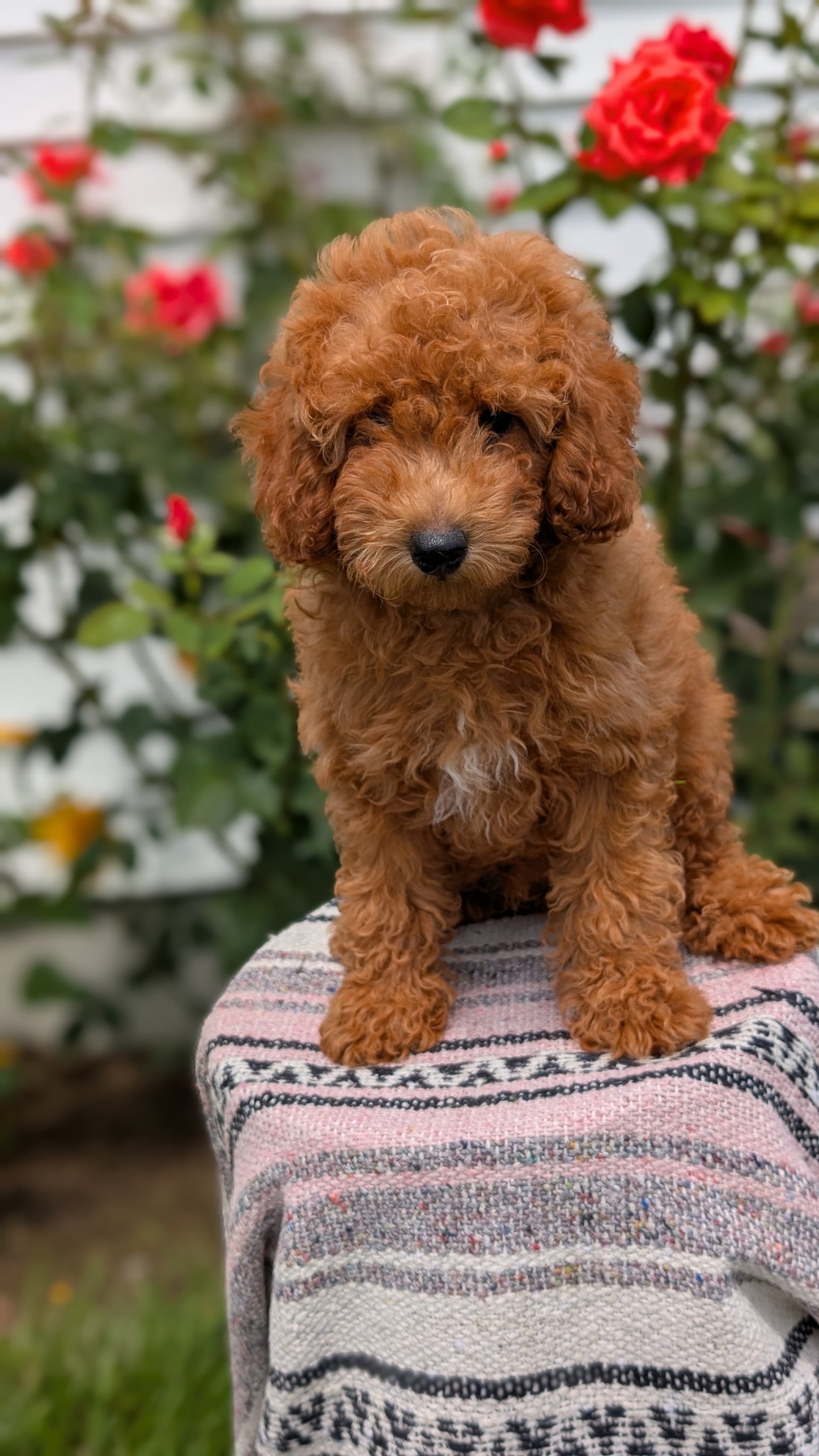 TOY POODLE (05/08) MALE