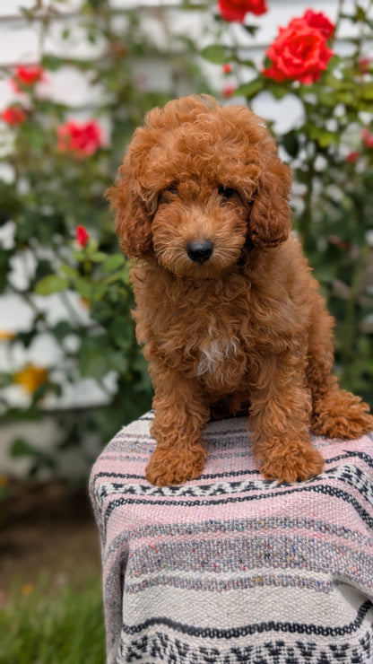 TOY POODLE (05/08) MALE