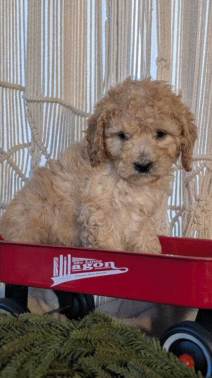CAVAPOO (NOV 17) FEMALES