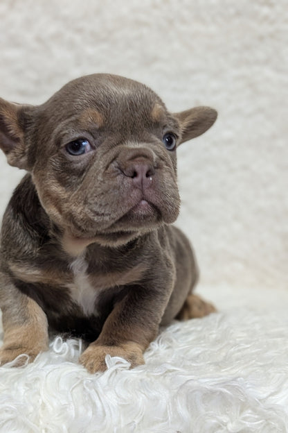 FRENCH BULLDOG (JUN 29) MALES