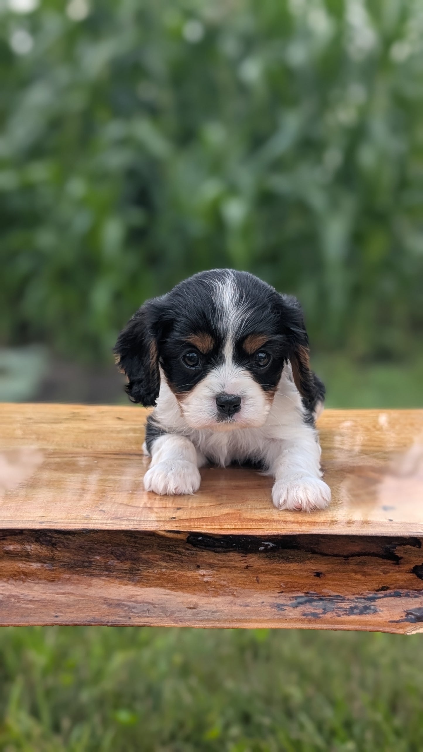 CAVALIER (MAY 30) FEMALES