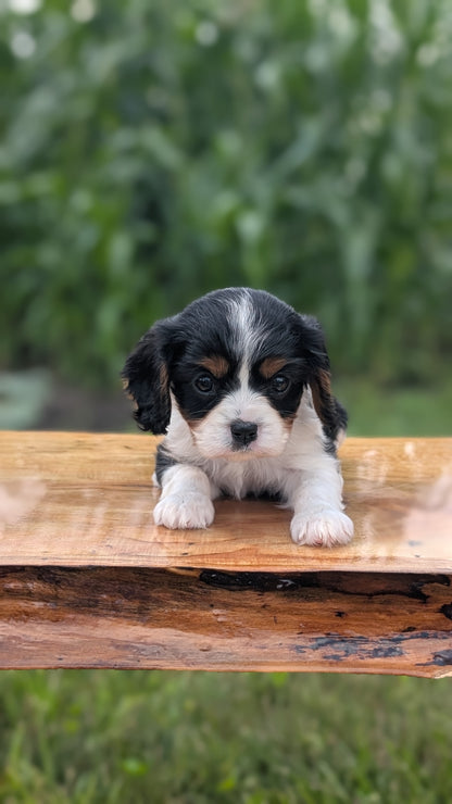 CAVALIER (MAY 30) FEMALES