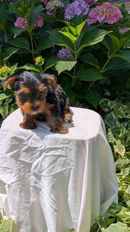 YORKSHIRE TERRIER (05/23) MALE