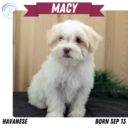 HAVANESE (09/13) FEMALE