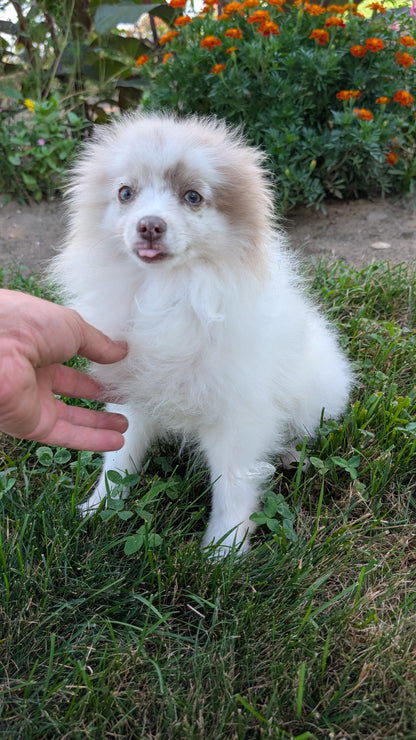POMERANIAN (04/22) FEMALE