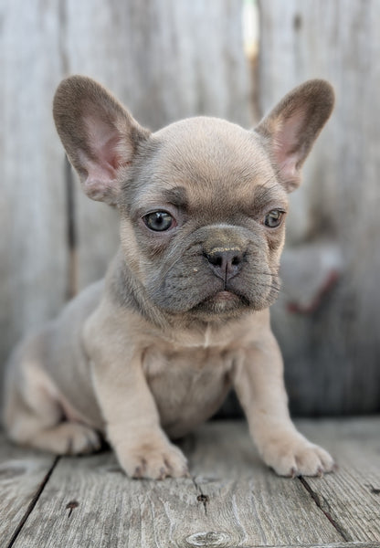 FRENCH BULLDOG (09/09) FEMALE