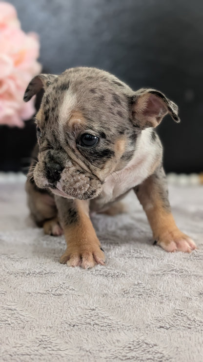 ENGLISH BULLDOG (FEB 09) FEMALES