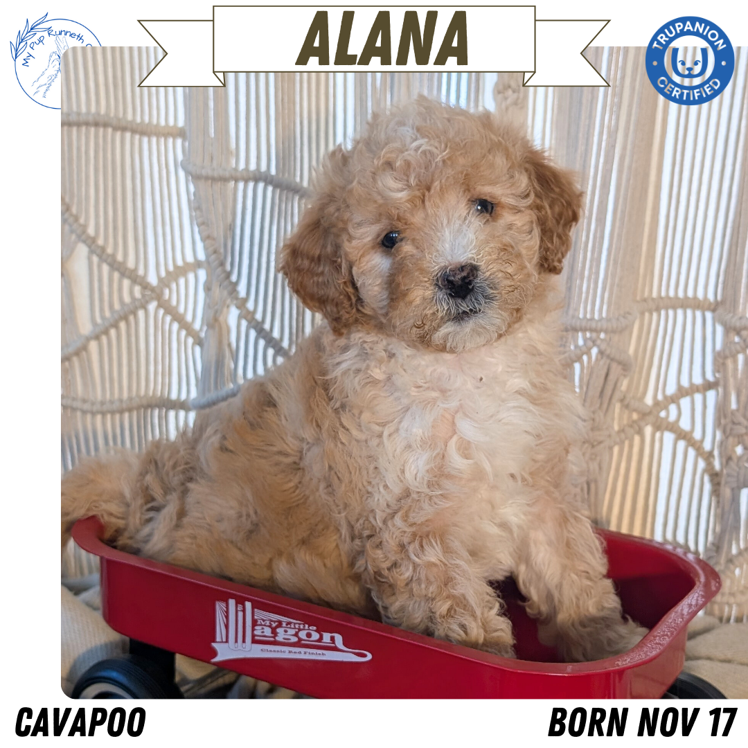 CAVAPOO (NOV 17) FEMALES