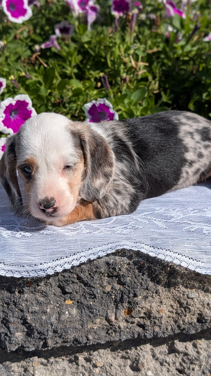 MINI DACHSHUND (08/19) FEMALE