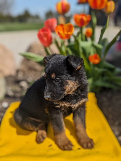 GERMAN SHEPHERD (03/15) FEMALE