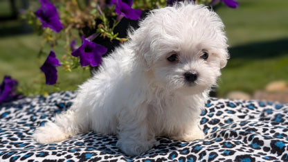MALTESE (JUN 13) FEMALES