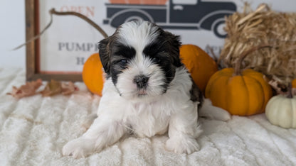 SHIH TZU (AUG 17) 2 FEMALES/3 MALES