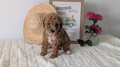MINI POODLE (06/29) FEMALE