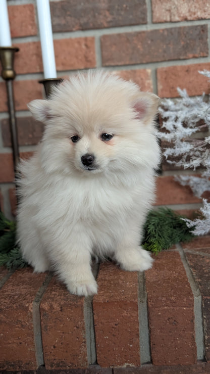 POMSKY (NOV 15) FEMALE