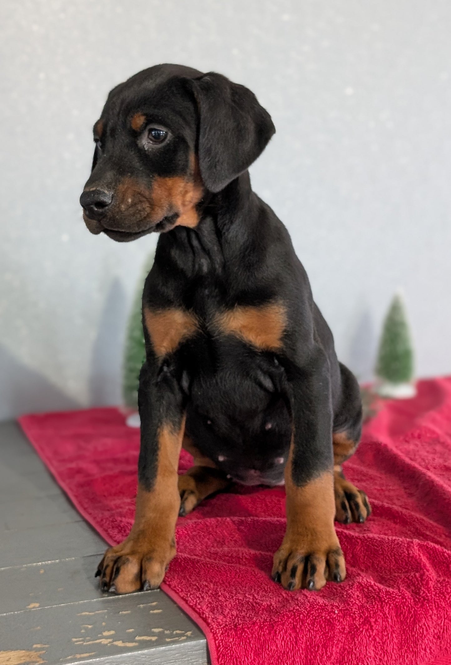 DOBERMAN PINSCHER (OCT 17) FEMALES