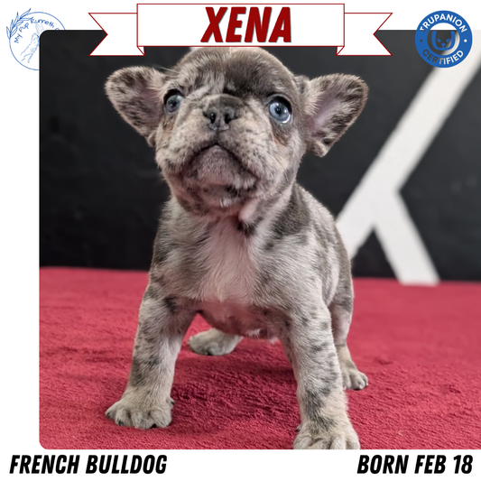 FRENCH BULLDOG (FEB 18) FEMALE