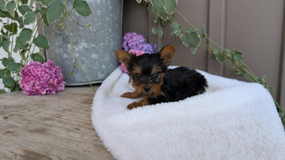 YORKSHIRE TERRIER (06/05) MALE