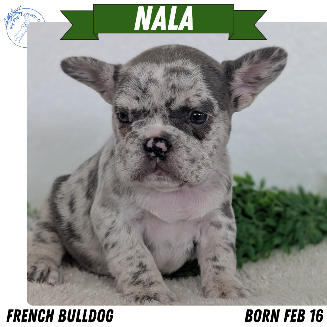 FRENCH BULLDOG (FEB 16) FEMALES
