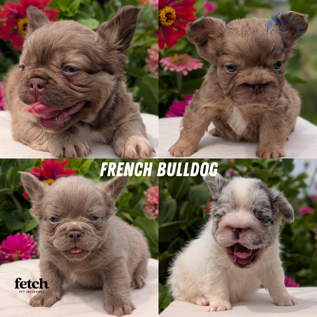FRENCH BULLDOG (JUN 06) FEMALES