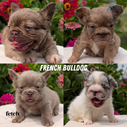 FRENCH BULLDOG (JUN 06) FEMALES