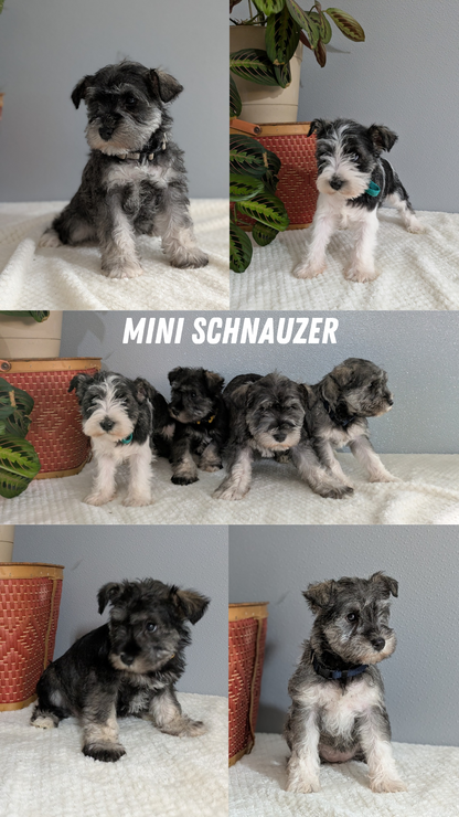 MINI SCHNAUZER (01/08) FEMALE